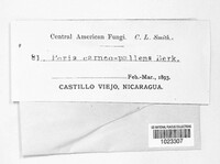 Poria carneopallens image